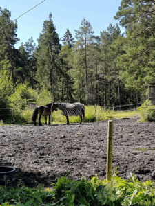 Stall Prinsdal