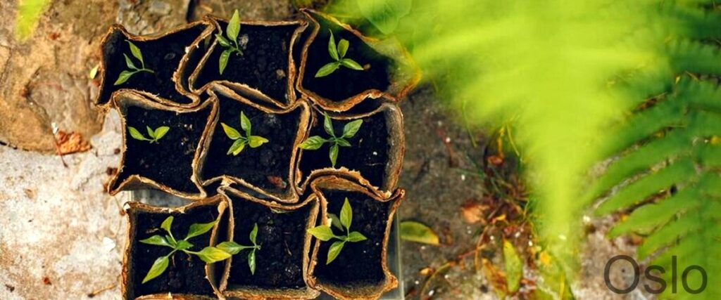 De 3 beste tipsene for treplanting og -pleie i Oslo